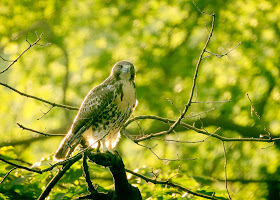 Tompkins Square red-tailed hawk fledgling