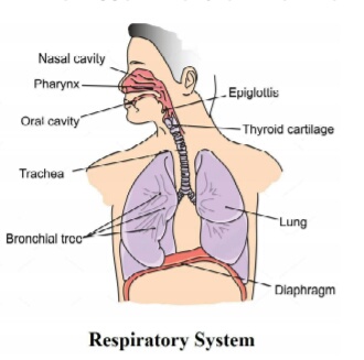 मानव श्वसन तंत्र क्या है? श्वसन क्रिया कैसे होती है?श्वसन पथ संक्रमण क्या है?श्वसन तंत्र के रोग,