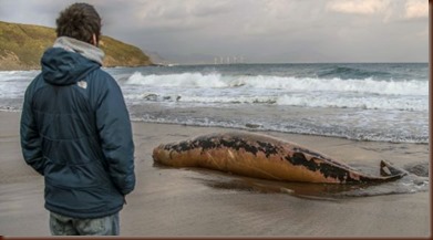 Ballena Varada Bilbao (EFE)