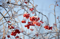 red berries with snow