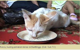 kucing makan beras