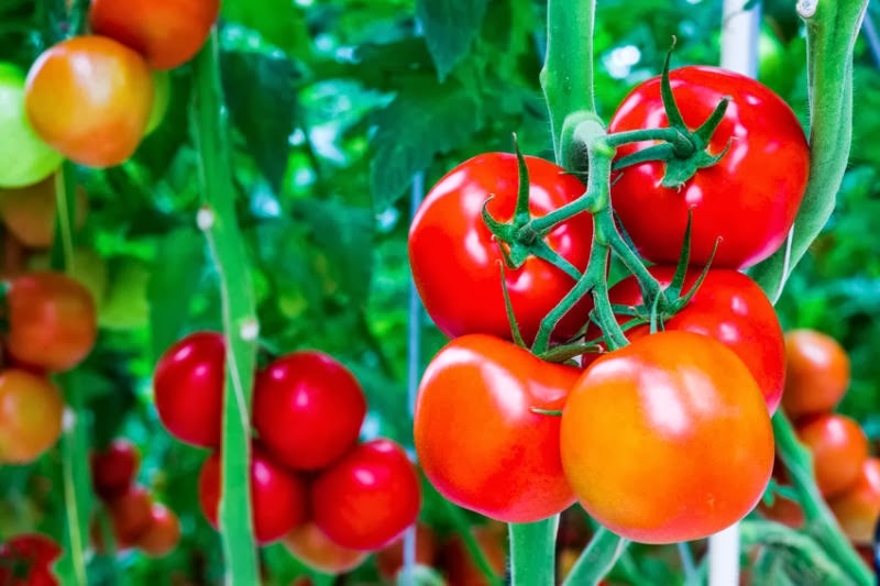 Tài liệu - Kỹ thuật trồng cà chua - PGS.TS Tạ Thu Cúc
