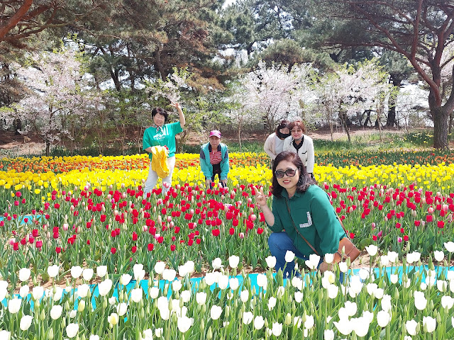 태안 안면도 튤립축제