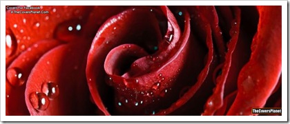 beautiful-scarlet-rose-fb-covers