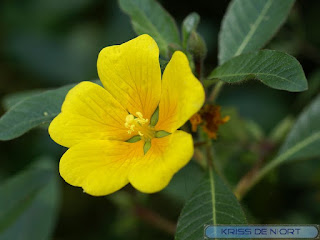 Ludwigia grandiflora - Ludwigie à grandes fleurs - Jussie à grandes fleurs 