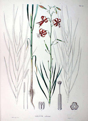 Лилия мозолистая (Lilium callosum)