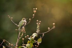 Ruby-Throated Hummingbird.