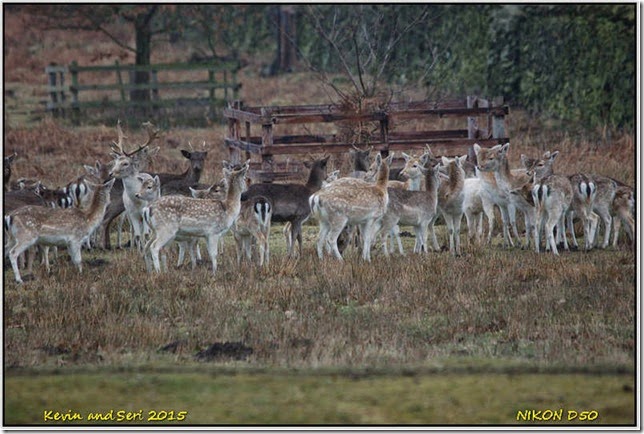 Bradgate Park - february