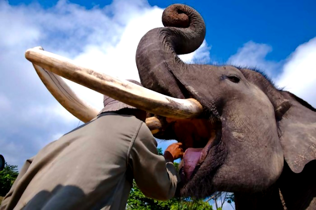 pawang melatih gajah