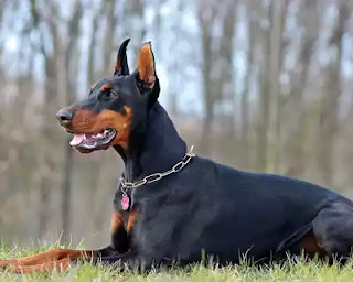 Dog-Breeds-in-India-tp-11