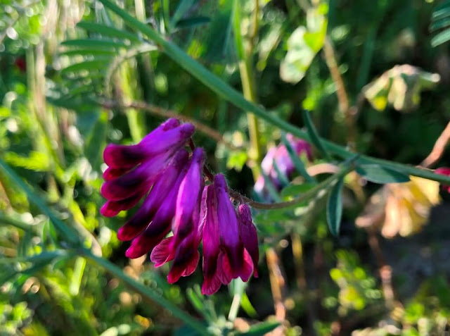 Flores Silvestres - Herbáceas