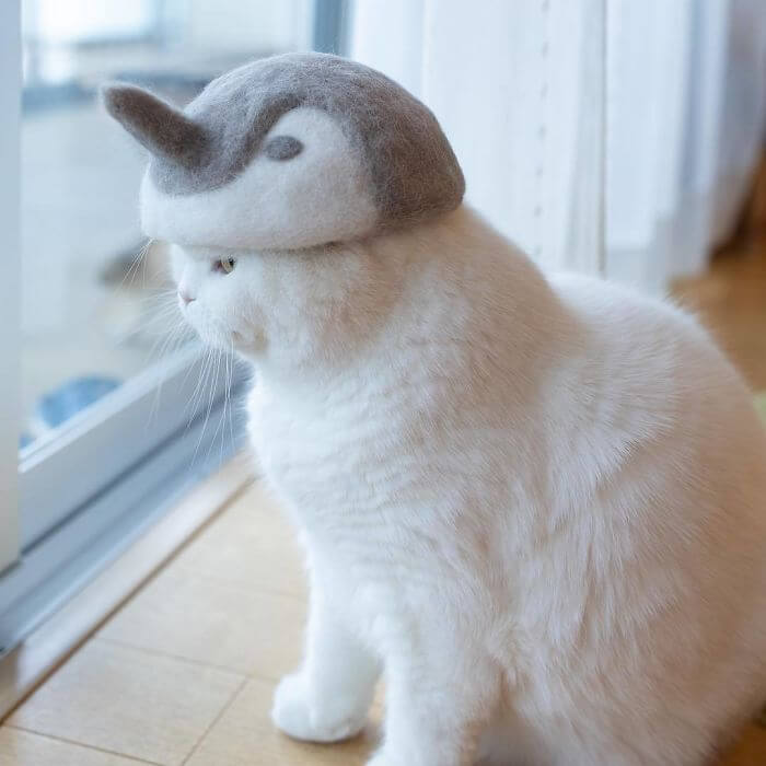 Adorable Cats That Have A Collection Of Hats Made Out Of Their Fur