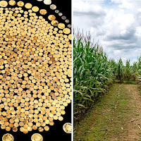 Lelaki jumpa syiling emas bernilai lebih RM4.56 juta di ladang jagung