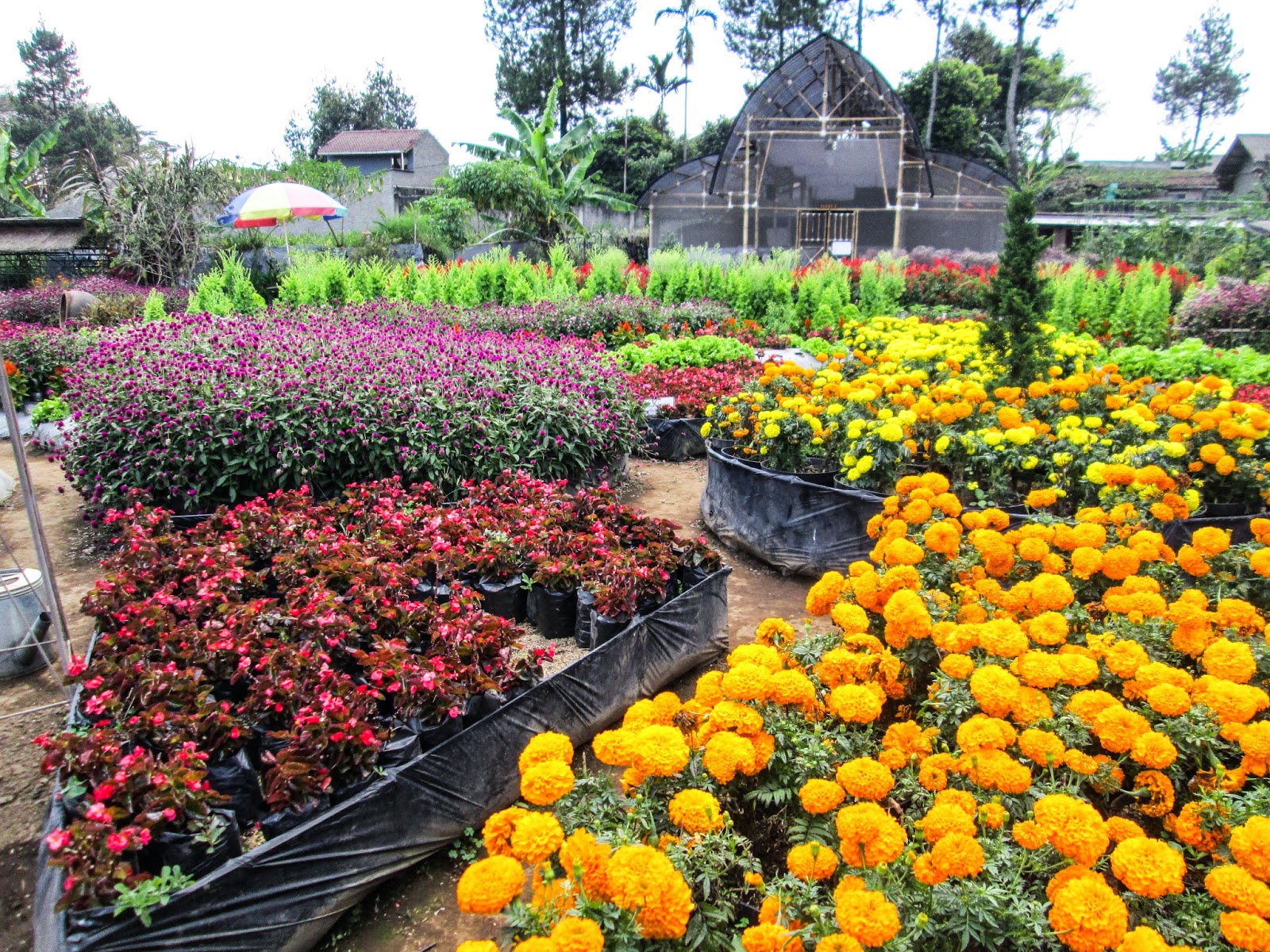  Kebun Bunga  Begonia Lembang