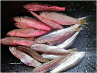 Boriyola fish