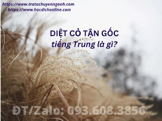 Diệt cỏ tận gốc tiếng Trung là gì?