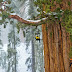 Big Trees: Giant Sequoias