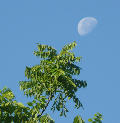 moon over tree