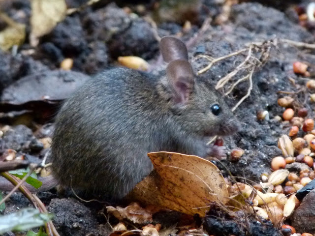 Muis, Zevenaar