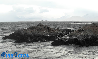 isla de los lobos - canal Beagle