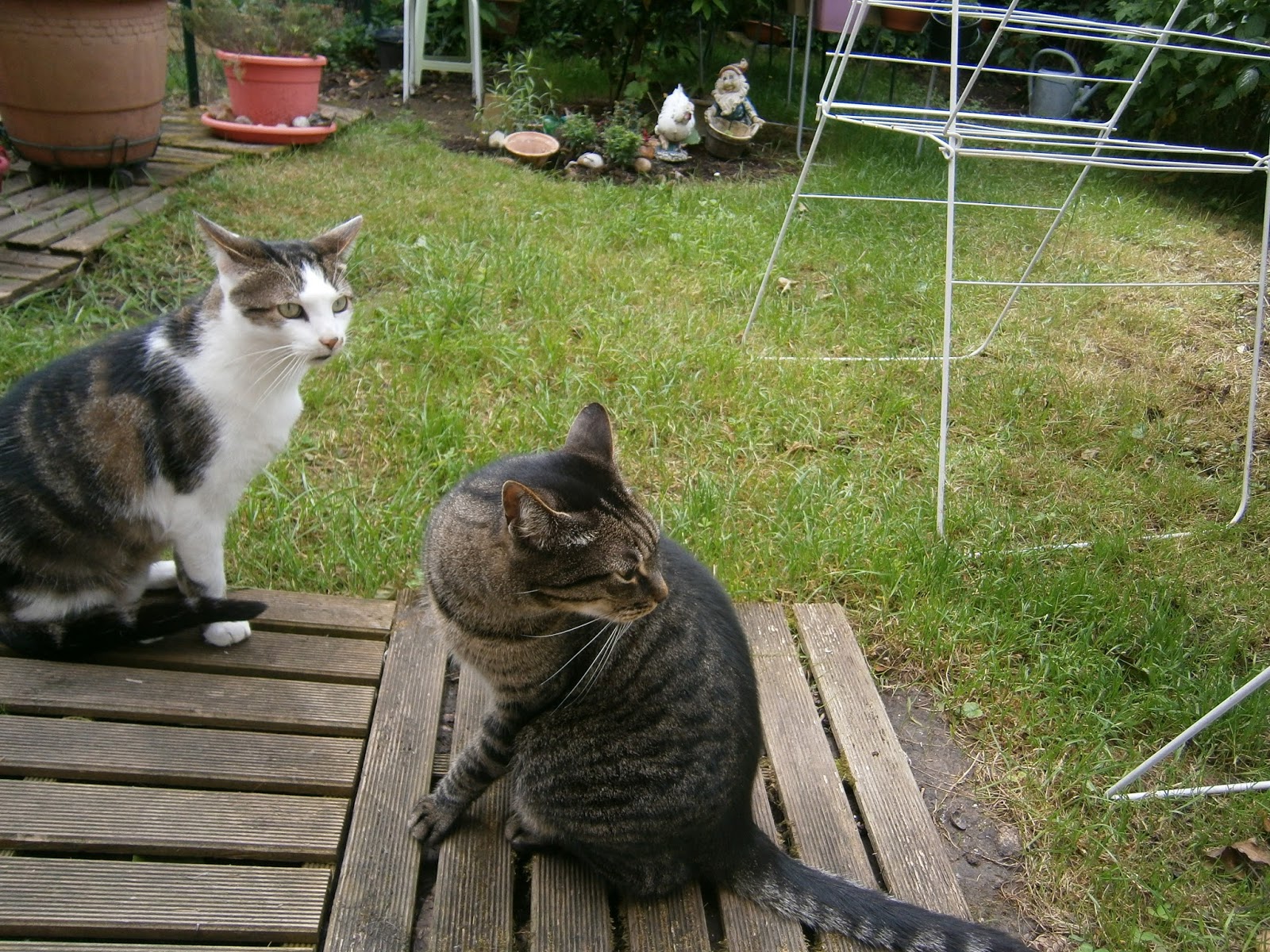"Pas trot t´t C est pas tout §a mais il faut reprendre l espionnage Le nouveau chat l    droite voyons voir quelles sont ses intentions