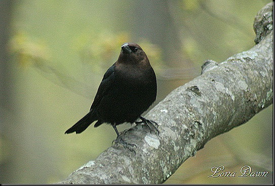 Brown_Headed_Cowbird2012