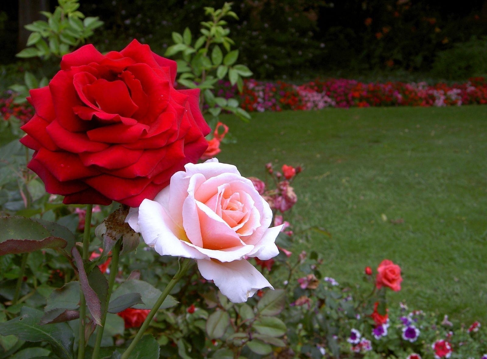 Rose flower garden