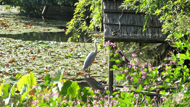 lotus pond