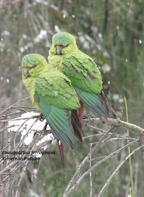 Austral Parakeet