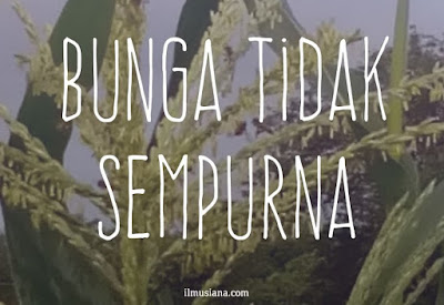 bunga tidak sempurna