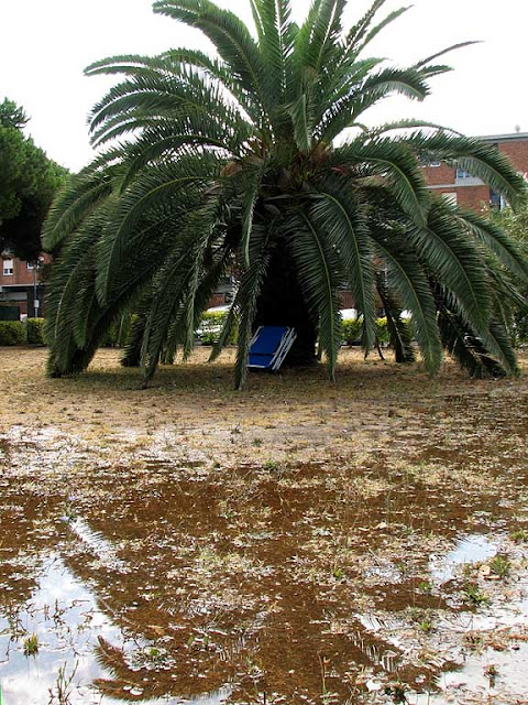 Palm tree, drenchedgrass, Livorno