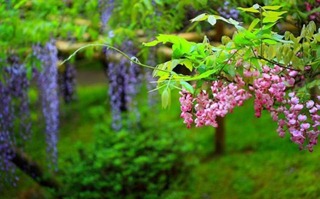 wisteria_bful_nature_03