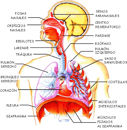 partes del cuerpo humano. En la parte superior del