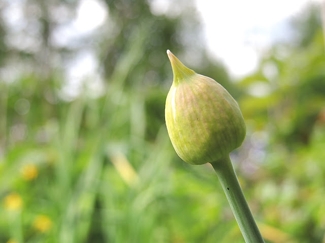 In mijn tuintje: Alium