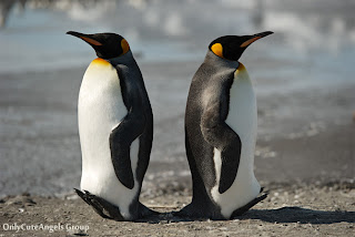 Cute_Penguins