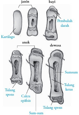 Perbedaan tulang rawan pada anak dan pada orang dewasa