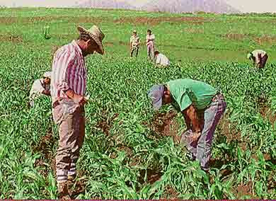 Resultado de imagen para blogger sobre la agronomia en sonora