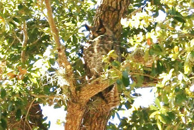 great horned owl