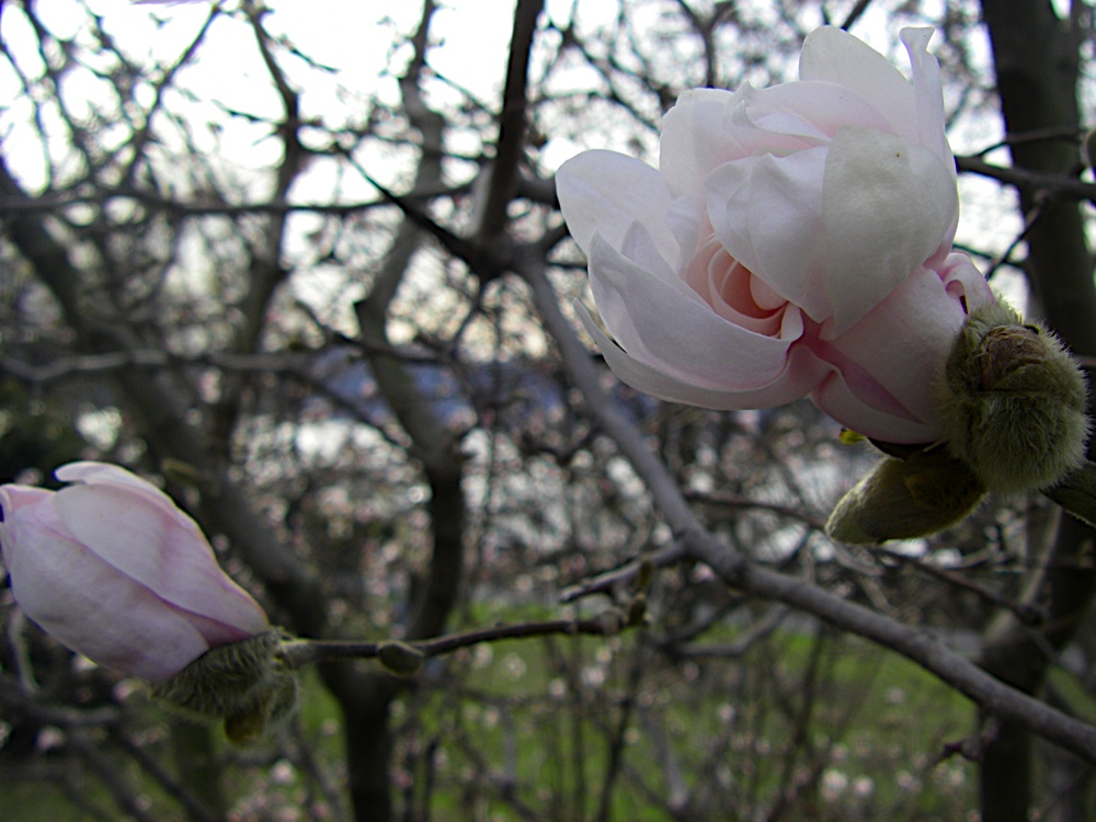 magnolia tree buds. The magnolia tree is heavy