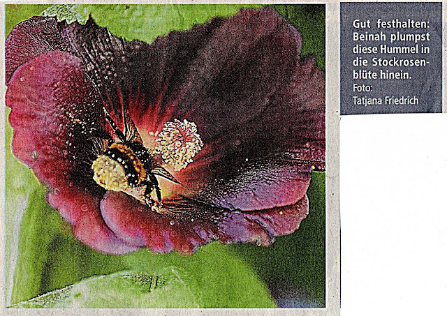Hummel in Stockrose-Weilburger Tageblatt-Tatjana Friedrich Stockrose mit Hummel-Weilburger Tageblatt