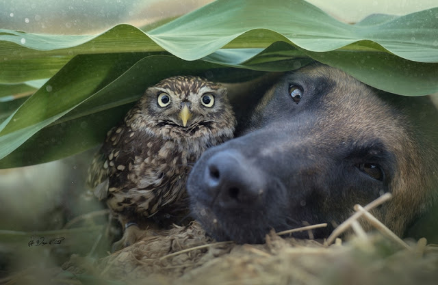 Tiny Owl Adopts Belgian Shepherd, And Now They’re The Best Of Friends! [Photos]