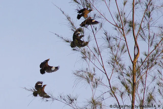 Common Mynas