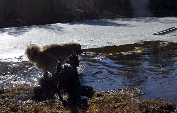 leonberger flat coated retriever