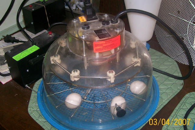 Bird Egg Incubator