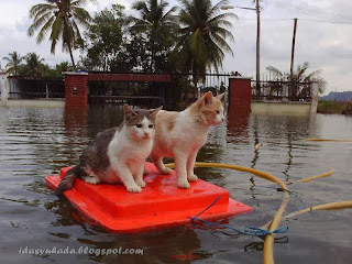 Himpunan Gambar Menarik Semasa Banjir 2013