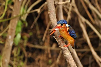 Blue-Eared KingFisher