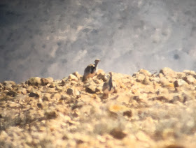 Houbara Bustard - Embalse de los Molinos, Fuerteventura