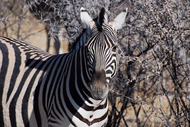 Equus quagga