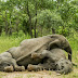 Konsumsi Buah Marula, Gajah-gajah Ini Mabuk Berat