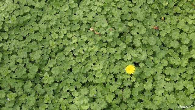 Géranium et fleur de léontodon